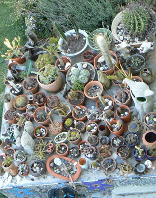 Beauty behind the beasty thorns